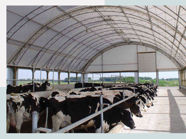 Тентовые коровники в Ступине